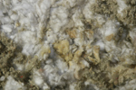 IMG_1576, Urine.JPG